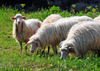 Gesturi, Medio Campidano province, Sardinia / Sardegna / Sardigna: sheep grazing - pecore al pascolo - photo by M.Torres