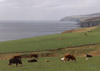 Scotland - Northeast coast, Highlands: Grazing over the North Sea - photo by M.Torres