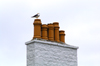 Scotland - Islay Island - Bowmore: a seagull surveys the ocean from his perch atop a chimney - photo by C.McEachern