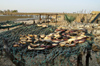 Senegal - Joal-Fadiouth: shell village - seafood drying - photo by G.Frysinger