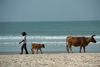 Cap Skirring, Oussouye, Basse Casamance (Ziguinchor), Senegal: Cow and calf walking on the beach, everyday life / Vacas a caminhar na praia, vida quotidiana - photo by R.V.Lopes