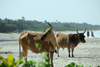 Cap Skirring, Oussouye, Basse Casamance (Ziguinchor), Senegal: Cows roaming the beach / Vacas a pairar pela praia - photo by R.V.Lopes