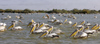 Sngal - Parc national des oiseaux du Djoud (PNOD): plicans dans un marigot - photographie par G.Frysinger