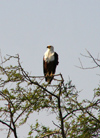 Senegal - Djoudj National Bird Sanctuary / Oiseaux du Djoudj National Park: bird of prey - African Fish Eagle, Haliaeetus vocifer - fauna - bird - photo by G.Frysinger