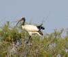 Sngal - Parc national des oiseaux du Djoud (PNOD):  ibis - photographie par G.Frysinger