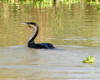 Senegal - Djoudj National Bird Sanctuary:  cormorant swimming - photo by G.Frysinger