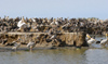Sngal - Parc national des oiseaux du Djoud (PNOD): plicans - colonie - nidification - photographie par G.Frysinger