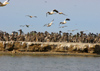 Senegal - Djoudj National Bird Sanctuary:  pelicans colony - photo by G.Frysinger