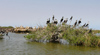 Sngal - Parc national des oiseaux du Djoud (PNOD): cormorans sur la vgtation - photographie par G.Frysinger