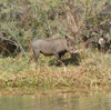 Senegal - Djoudj National Bird Sanctuary: Warthog - Phacochoerus africanus - boar - fauna - photo by G.Frysinger