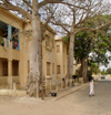 Senegal - Saint Louis: tree lined street - photo by G.Frysinger