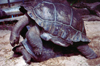 Mahe island, Seychelles: Victoria - Mont-Fleuri Botanical Gardens - giant turtles mating - Seychellois turtle - Giant Tortoise - Dipsochelys hololissa - photo by F.Rigaud