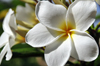 Mahe, Seychelles: Grand Anse - white plumeria flowers - frangipani - photo by M.Torres