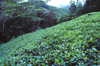 Mahe island, Seychelles: Morne Blanc - tea plantation on the slopes - Tea Factory Sans Souci - photo by F.Rigaud