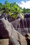 Seychelles - Mahe island: Anse Takamaka - palm trees grown on the rocks - photo by F.Rigaud