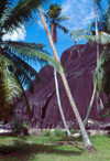 Seychelles - La Digue island: coconut trees - photo by F.Rigaud