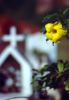 Seychelles - La Digue island: Golden Trumpet / alamanda - flower at the cemetary - photo by F.Rigaud