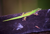 Seychelles - La Digue island: gecko - photo by F.Rigaud