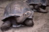 Seychelles - La Digue island: giant turtles - photo by F.Rigaud
