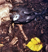Seychelles - Aride: bird nesting on the ground (photo by G.Frysinger))