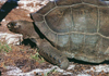 Seychelles - Astove island: land tortoise - giant turtle (photo by G.Frysinger))