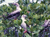 Seychelles - Aldabra: bird nesting colony (photo by G.Frysinger))