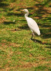 Mahe, Seychelles: egret on the cathedral's lawn - photo by M.Torres