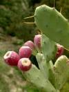 Sicily / Sicilia - Taormina: cactus - prickly pears (photo by Cornelia Schmidt)