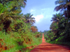 Southern Province, Sierra Leone: dirt road between Bo and Cambama - photo by T.Trenchard