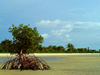 Turtle Islands, Southern Province, Sierra Leone: mangrove tree on the low tide - photo by T.Trenchard