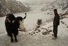Sikkim, Tsomgo / Changu lake: yak and man by the frozen holy lake - Bos grunniens - photo by G.Koelman