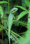 Singapore: Chameleon lizard - reptile - fauna (photo by S.Lovegrove / Picture Tasmania)