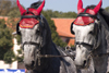 Slovenia - Lipica / Lipizza - Goriska region: Lipica stud farm - Combined driving event - the dressage test - pair of horses - photo by I.Middleton