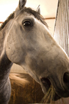 Slovenia - Lipica - Goriska region: Lipica stud farm - in the stables - lipizzaner horse close up - photo by I.Middleton