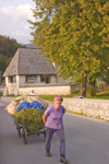 Slovenia - Old lady pulling cart of grass across bridge beside Bohinj Lake - photo by I.Middleton