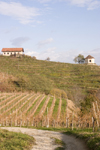 Slovenia - Wine hills - vineyards in autumn around Brezice, Southeast Slovenia on the border with Croatia - photo by I.Middleton