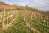 Slovenia -vineyard around Brezice - photo by I.Middleton