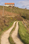 Slovenia - rural road and vineyards near Brezice - photo by I.Middleton