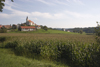 corn field - Kostrivnica Village near Rogaska Slatina, Slovenia - photo by I.Middleton