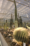 Cactus display - greenhouse interior, Rogaska Slatina, Slovenia - photo by I.Middleton