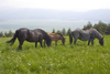 Slovenia - Cerknica municipality: Portrait of horses in field on Slivnica Mountain - photo by I.Middleton