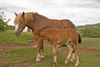 Slovenia - Cerknica municipality: horses in a field on Slivnica Mountain - colt with its mother - photo by I.Middleton