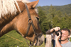 Horse poses for tourist photo in the Skofja Loka hills, Slovenia - photo by I.Middleton