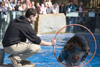 California sea lion jumps through ring - Ljubljana zoo, Slovenia - photo by I.Middleton