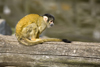Squirrel monkey in Ljubljana zoo, Slovenia - photo by I.Middleton