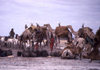 Somalia - coastal plain north of Mogadishu -Somali nomads at a well collecting water into the containers - photo by Craig Hayslip