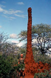Somalia - Botanist Jan Gillett standing next to giant termite tower - ant hill - photo by Craig Hayslip