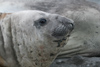 South Georgia Island - Southern Elephant Seal - profile - Mirounga leonina - lphant de mer austral - Antarctic region images by C.Breschi