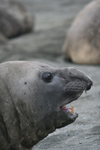 South Georgia Island - Southern Elephant Seal - head of a male - Mirounga leonina - lphant de mer austral - Antarctic region images by C.Breschi