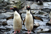 South Georgia Island - Southern Rockhopper Penguins - duo - Eudyptes chrysocome - Gorfou sauteur - Antarctic region images by C.Breschi